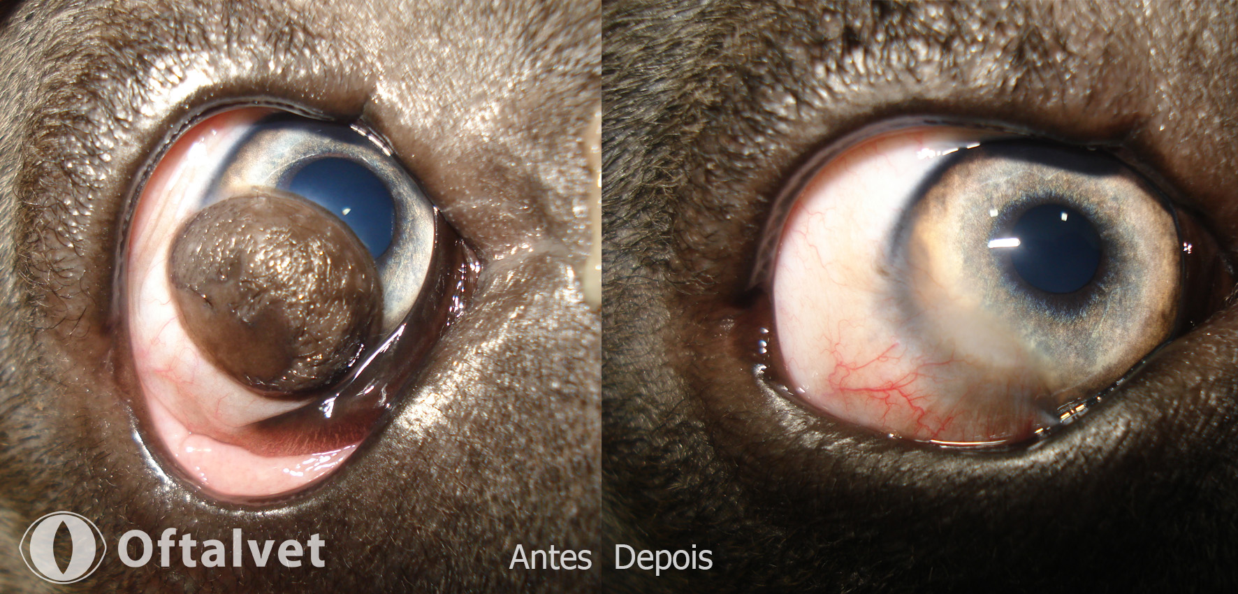cirurgia de cornea></div><div class=